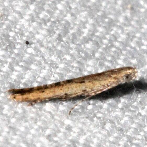 1408-Batrachedra-concitata-Collier-Seminole-St-Pk-Fl-1-10-24