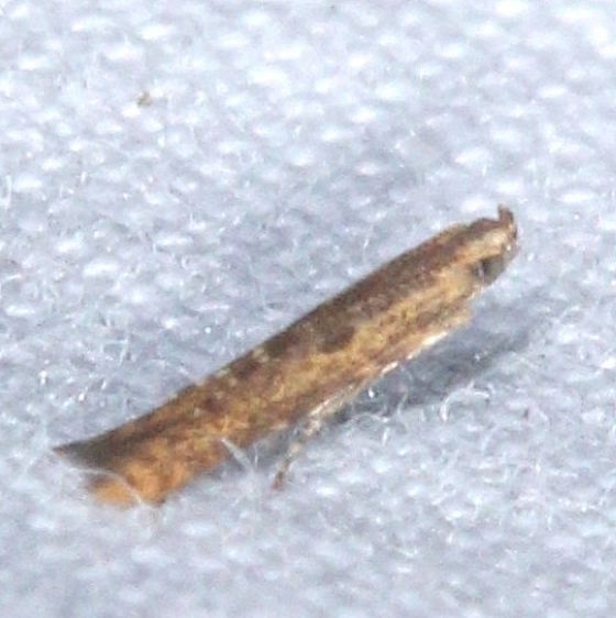 1408.97-Unidentified-Batrachedra-Collier-Seminole-St-Pk-Fl-3-20-25-26