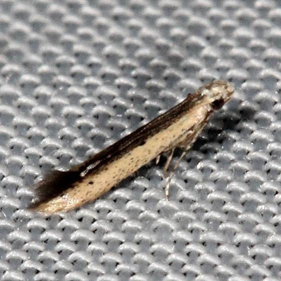 1413 Batrachedra enomis Pineland Everglades 2-18-14