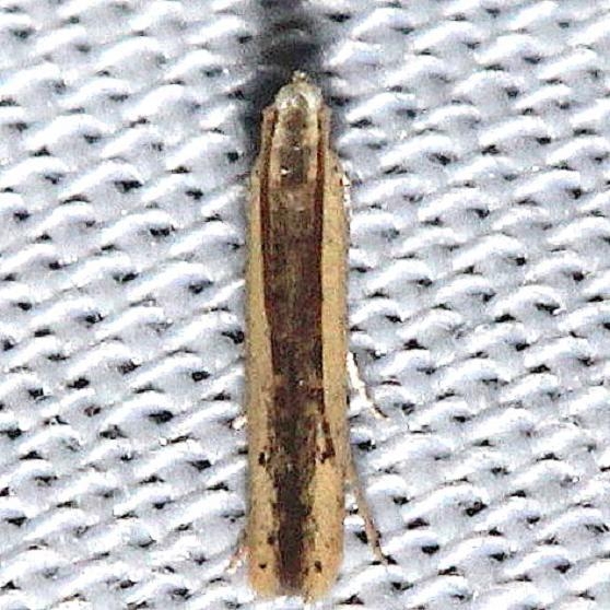 1413 Batrachedra enormis Hidden Lake Everglades Natl Pk 3-9-13