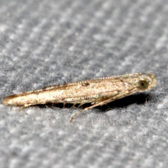 1414 Batrachedra mathesoni-BG-Paynes Prairie St Pk Fl 3-8-23