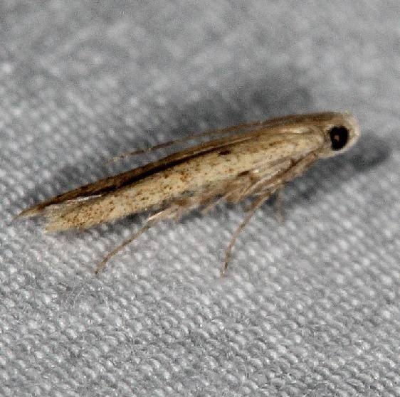 1416.1 Batracheddra pinicolella Favre-Dykes St Pk Fl 2-21-15