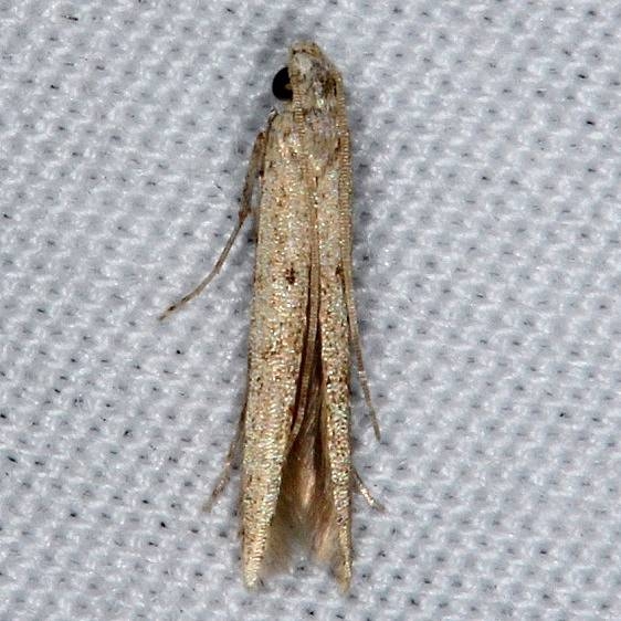 1416.1 Batracheddra pinicolella Favre-Dykes St Pk Fl 2-21-15