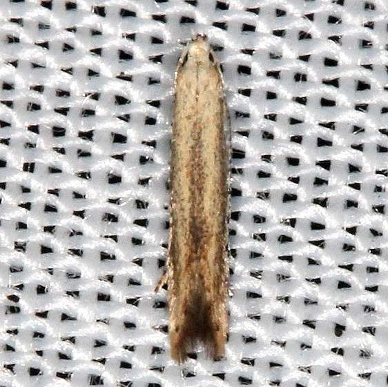 1416.97 Unidentified Batrachedra Moth yard 8-15-16_opt