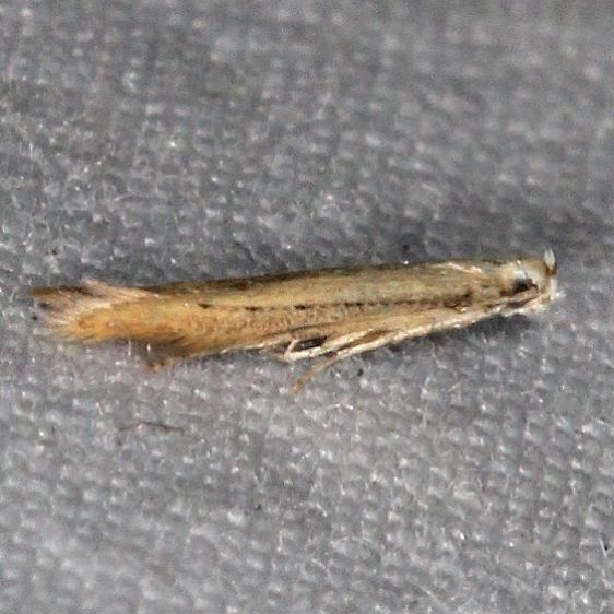 1416.97 Unidentified Batrachedra Moth yard 8-31-15