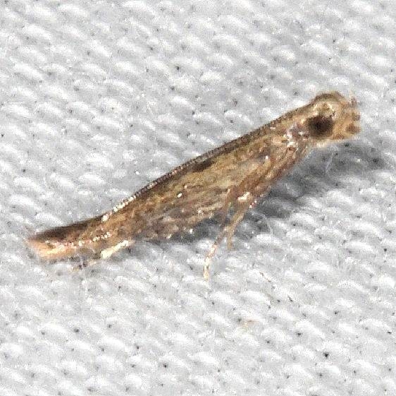 1416 Batrachedra decocter BG Suwanee River St Pk Fl 9-21-18