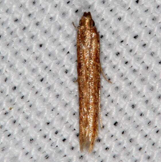 1417.97 Unidentified Batrachedra-Lake Kissimmee St Pk Fl 2-27-22