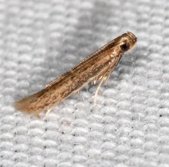 1417.97-Unidentified-Batrachedra-Lake-Kissimmee-St-Pk-Fl-2-27-222