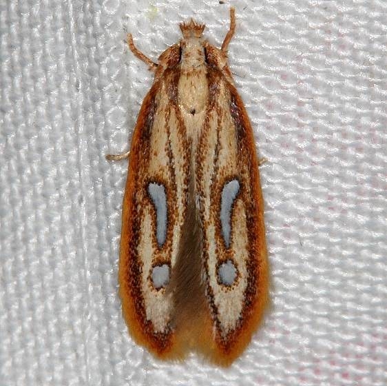 1421 Homaledra heptathalama Lake Kissimmee St Pk 3-11-14