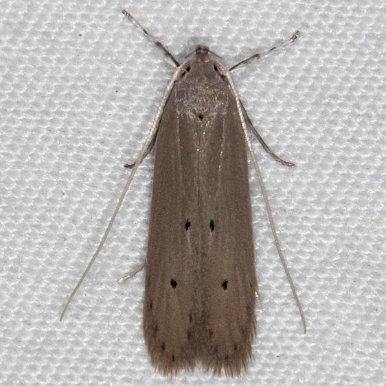 1422 Palm Leaf Skelitonizer Moth Collier-Seminole St Pk 3-3-15