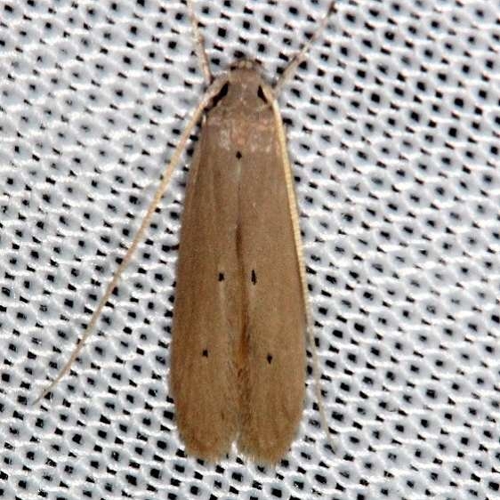 1422 Palm Skeletonizer Moth Collier Seminole St Pk 2-25-14