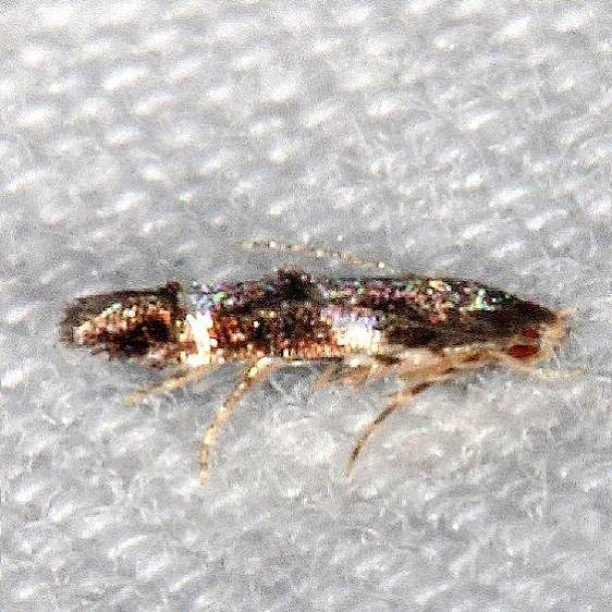 1425 Mompha annulata BG Burr Oak Cove Wayne Natl Forest Oh 8-5-18