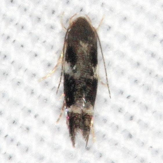 1425-Mompha-annulata-BG-Burr-Oak-Cove-Wayne-Natl-Forest-Oh-8-5-18-47_opt