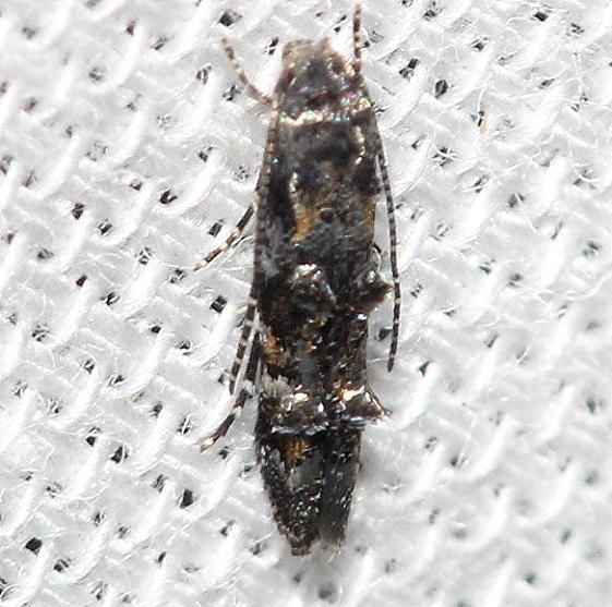 1426 Mompha argentimaculella yard 8-30-12