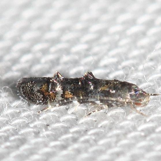 1426 Mompha argentimaculella yard 8-30-12