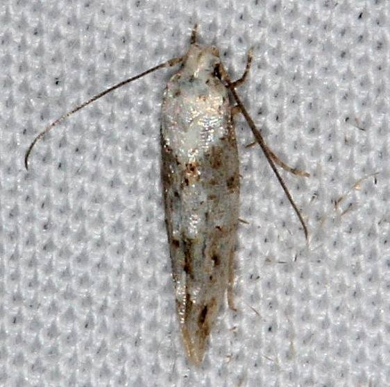 1430 Mompha bevivittella tenative yard 7-6-14