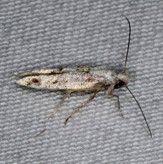 1430 Mompha bevivittella tenative yard Orient Oh 7-6-14