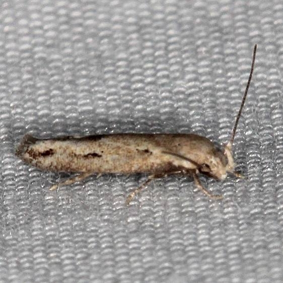 1430 Mompha brevivittellia BG Lake of the Woods Ash Rapids Lodge 7-16-17 (6)_opt