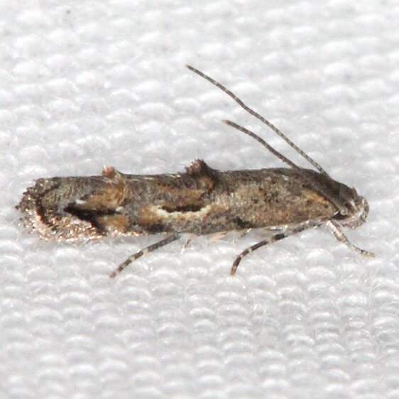 1432 Mompha capella tentative Paynes Prairie St Pk Fl 2-25-22