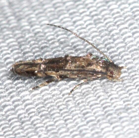 1433-Buttonbush-Leafminer-Koreshan-St-Pk-Fl-1-18-24