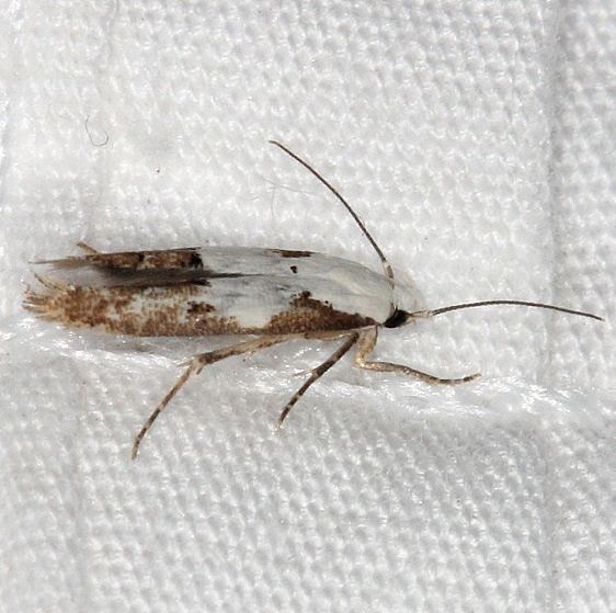 1434 Circum Mompha Moth Bader's house Palm Coast Fl 3-21-15