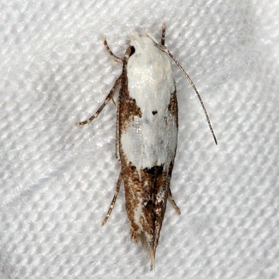 1434 Circum Mompha Moth Bader's house Palm Coast Fl 3-21-15