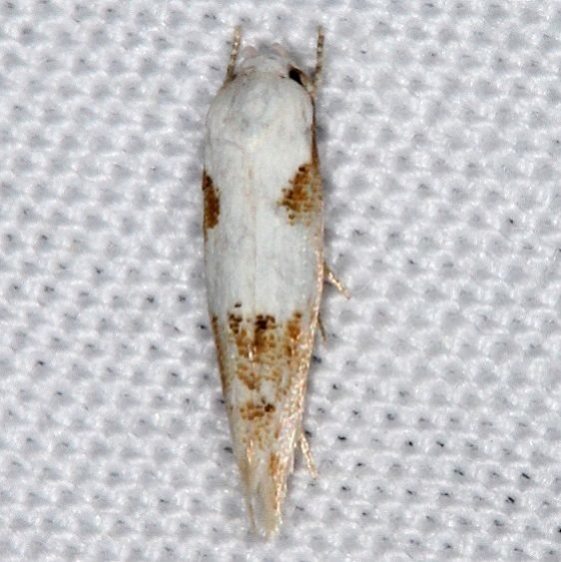 1434 Circum Mompha Moth yard 6-12-16 (30a)_opt