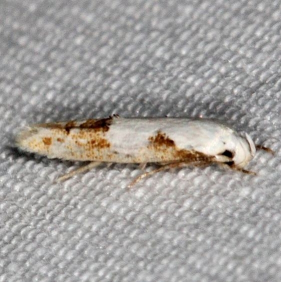 1434 Circum Mompha Moth yard 6-12-16 (31a)_opt