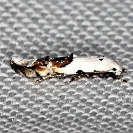 1439 Mompha bottimeri Lake Kissimmee St Pk 3-13-14