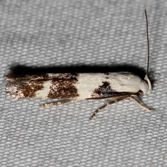 1440 Mompha definitella BG Colorado Natl Monument 6-16-17 (109)_opt
