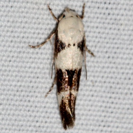 1440 Mompha definitella BG Colorado Natl Monument 6-16-17 (110)_opt