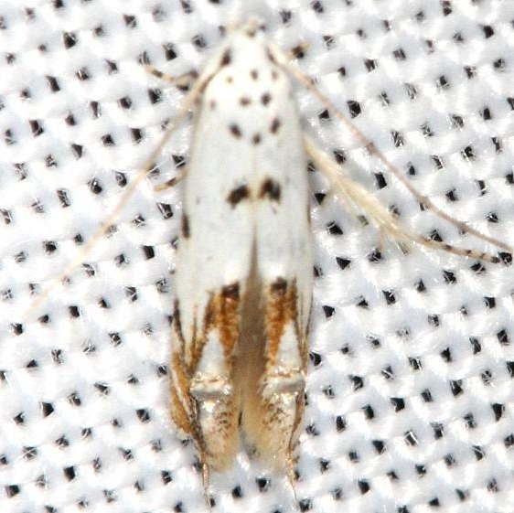 1443 Red-streaked Mompha Moth yard 5-29-13