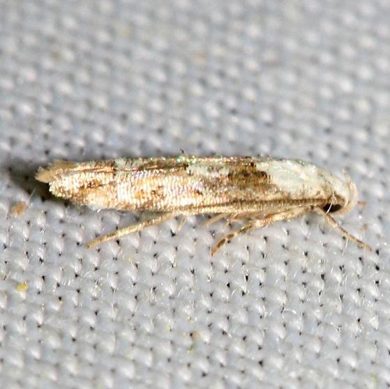 1455 Mompha stellella yard 5-24-12