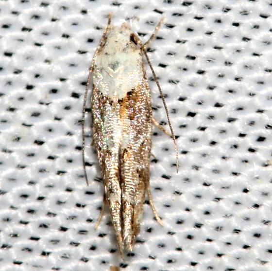 1455 Mompha stellella yard 5-24-12