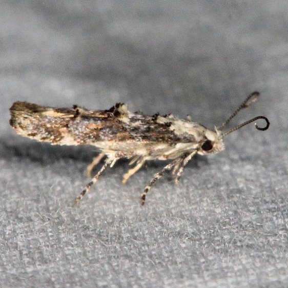 1458.99 BG Unidentified Mompha Moth Devil's Canyon Campground National Forest Utah 6-7-17 (63)_opt