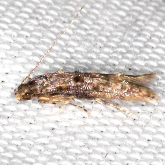 1458.99-Unidentified-Mompha-BG-Collier-Seminole-St-Pk-Fl-3-19-25-11