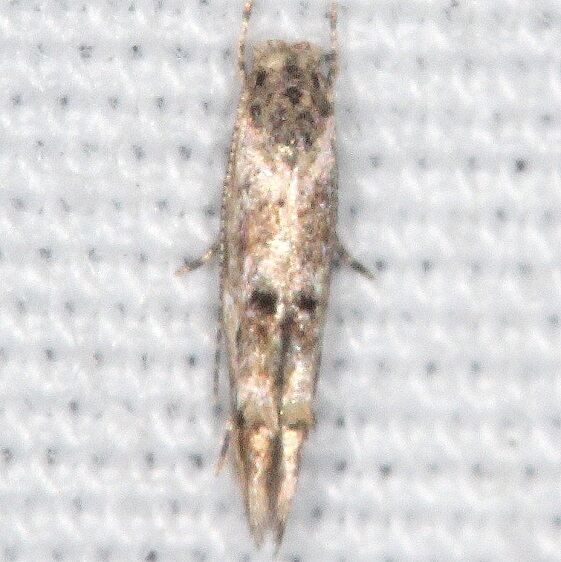 1458.99 Unidentified Mompha-BG Collier SeminoleSt Pk Fl 3-9-22