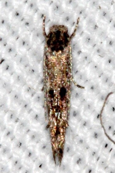 1458.99 Unidentified Momphid-BG-Bear-Island Bog Cypress Preserve Fl 3-4-22