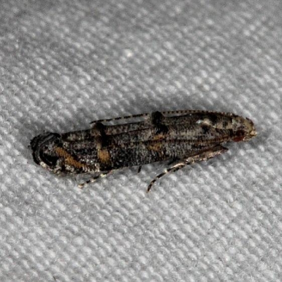 1458.99 Unidentified Momphid BG Moth Oscar Scherer St Pk 3-14-15