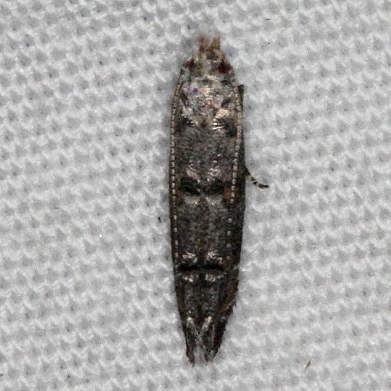 1458.99 Unidentified Momphid BG Moth Oscar Scherer St Pk 3-14-15