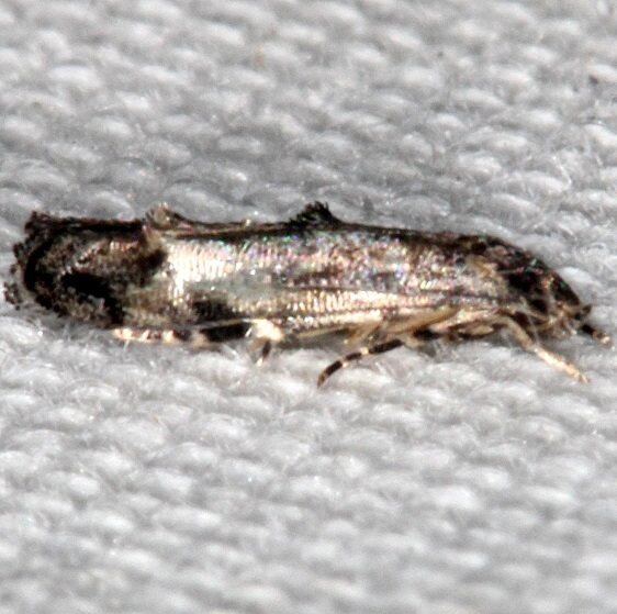 1458.99 Unidentified Momphid Moth BG Collier-Seminole St Pk Fl 3-3-21