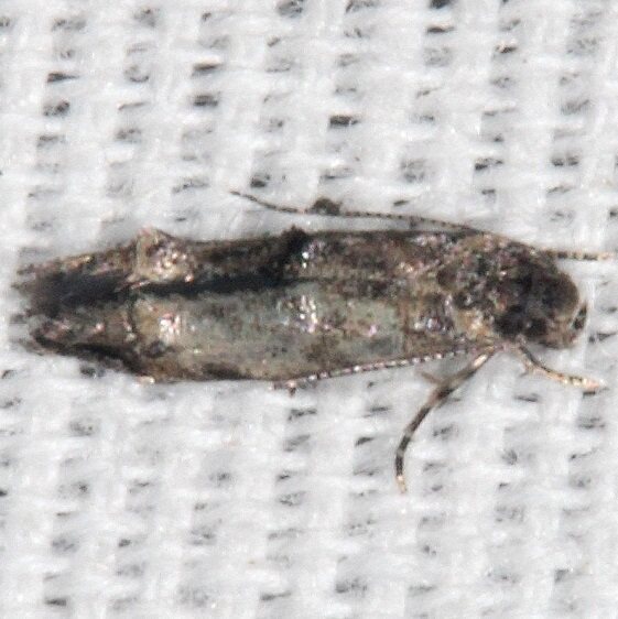 1458.99 Unidentified Momphid Moth BG Collier-Seminole St Pk Fl 3-3-21