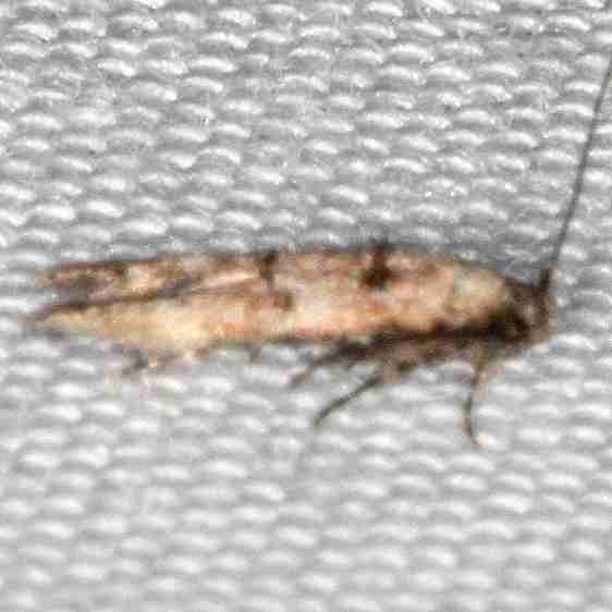 1458.99-Unidentified-Momphid-Moth-Collier-Seminole-St-PK-FL-3-2-21-2