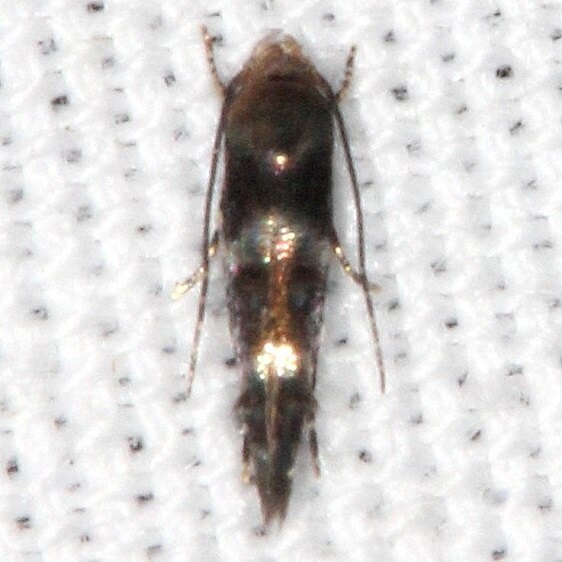 1458.99-Unidentified-Momphidae-Cypress-Glenn-Silver-Lk-Fl-3-21-23-2