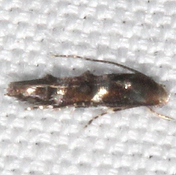 1458.99-Unidentified-Momphidae-Cypress-Glenn-Silver-Lk-Fl-3-21-23-2