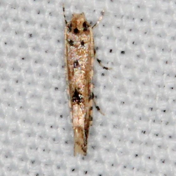 1458.99 Unidentified Mumpha-BG-Collier Seminole St Pk Fl 3-9-22