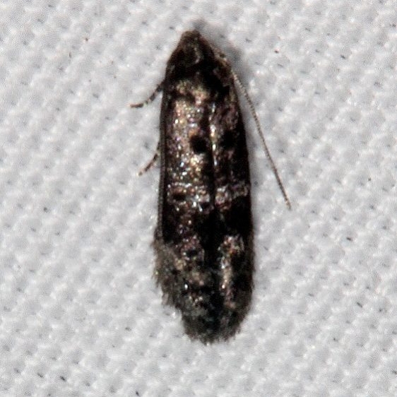 1458.99 Unidentified Momphid Moth Johathan Dickinson St Pk Fl 3-9-17