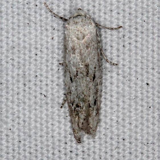 1465 Haplochrios bipunctella Moth Jonathan Dickinson St Pk Fl 3-6-17