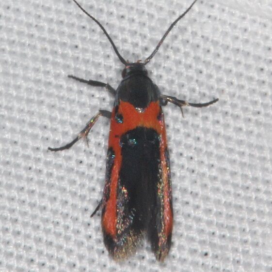 1467 Karnes Scale Moth Collier-Seminole St Pk Fl 3-2-21