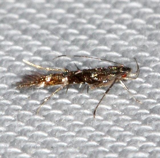 1472 Beautiful Cosmopterix Moth Kissimmee Prairie St Pk 2-17-14